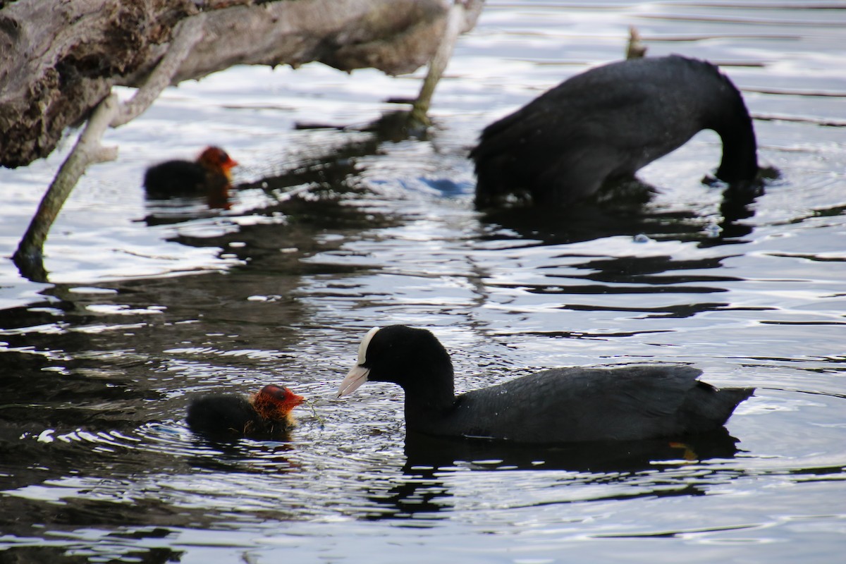 Eurasian Coot - ML619908305