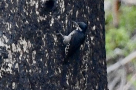 Black-backed Woodpecker - ML619908307