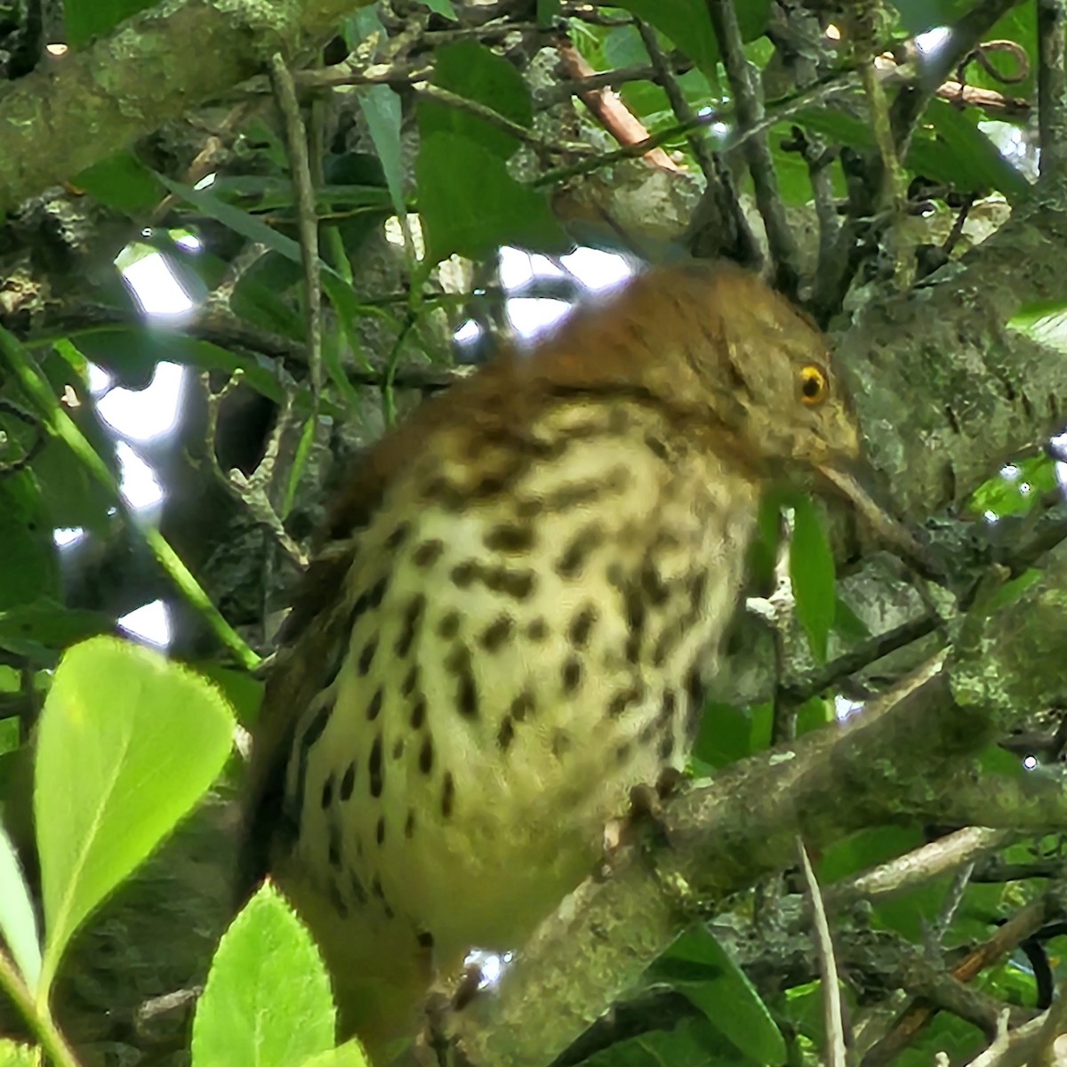 Brown Thrasher - ML619908320