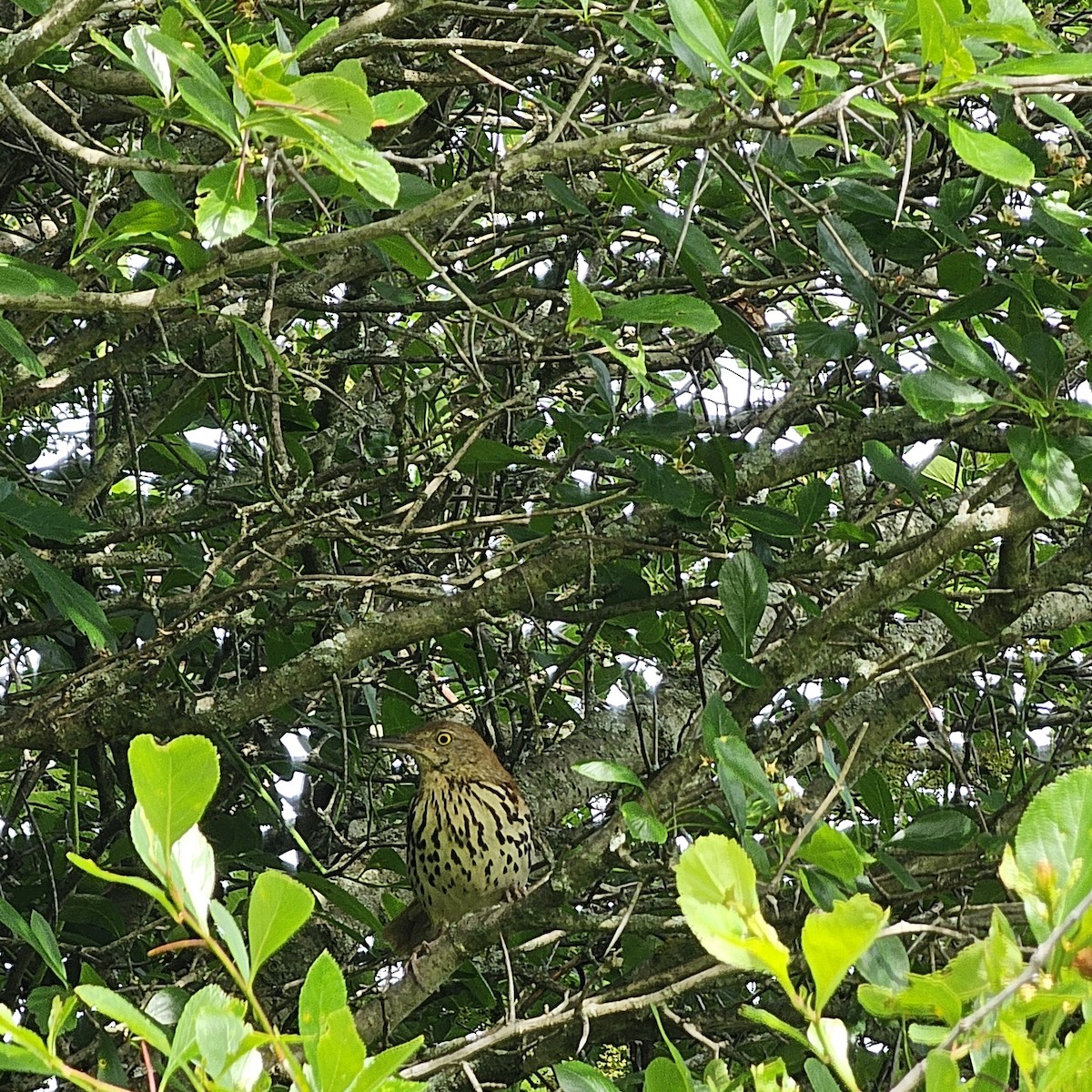 Brown Thrasher - ML619908321