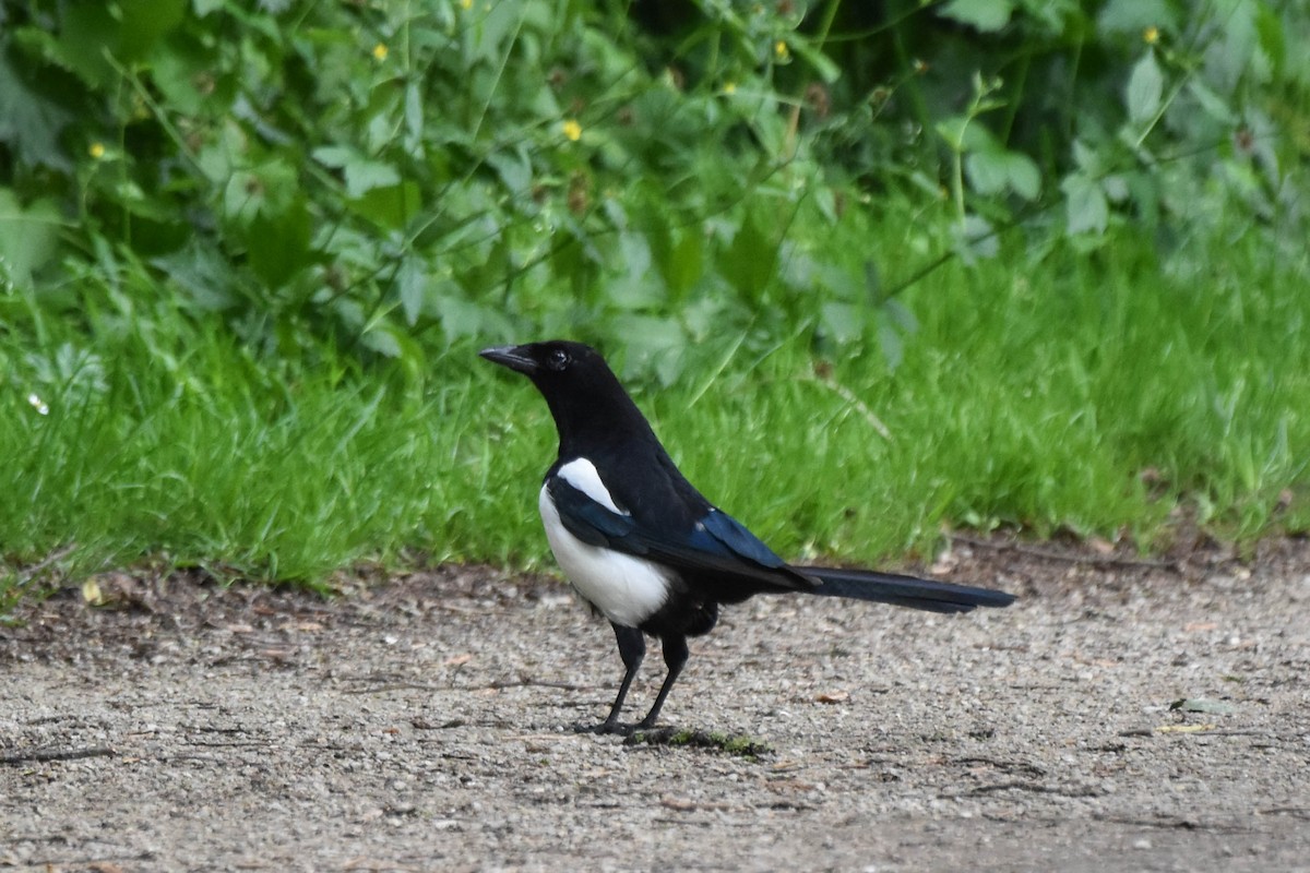 Eurasian Magpie - ML619908332