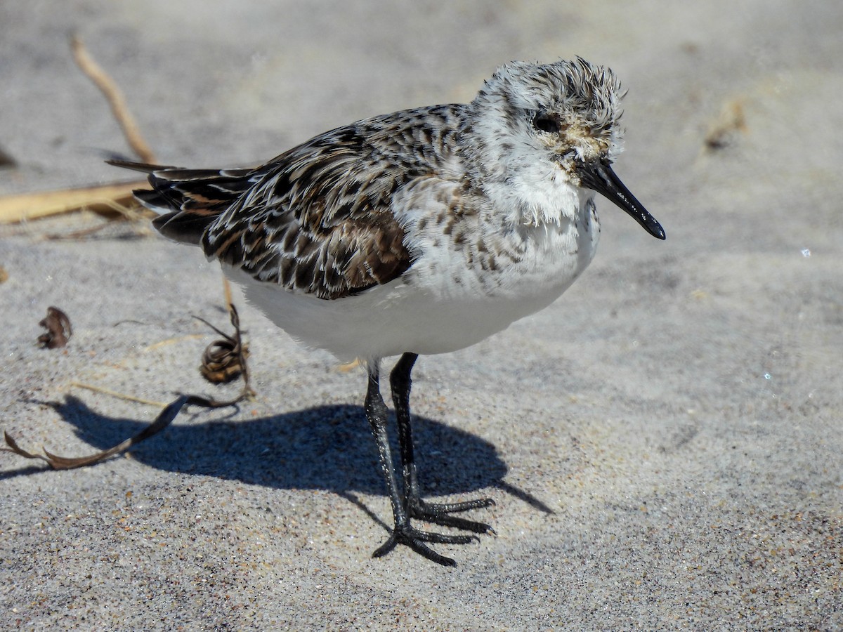 Bécasseau sanderling - ML619908343