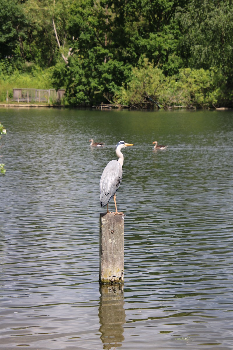 Gray Heron - ML619908355