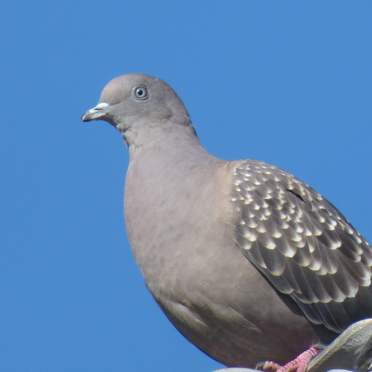 Spot-winged Pigeon - ML619908361