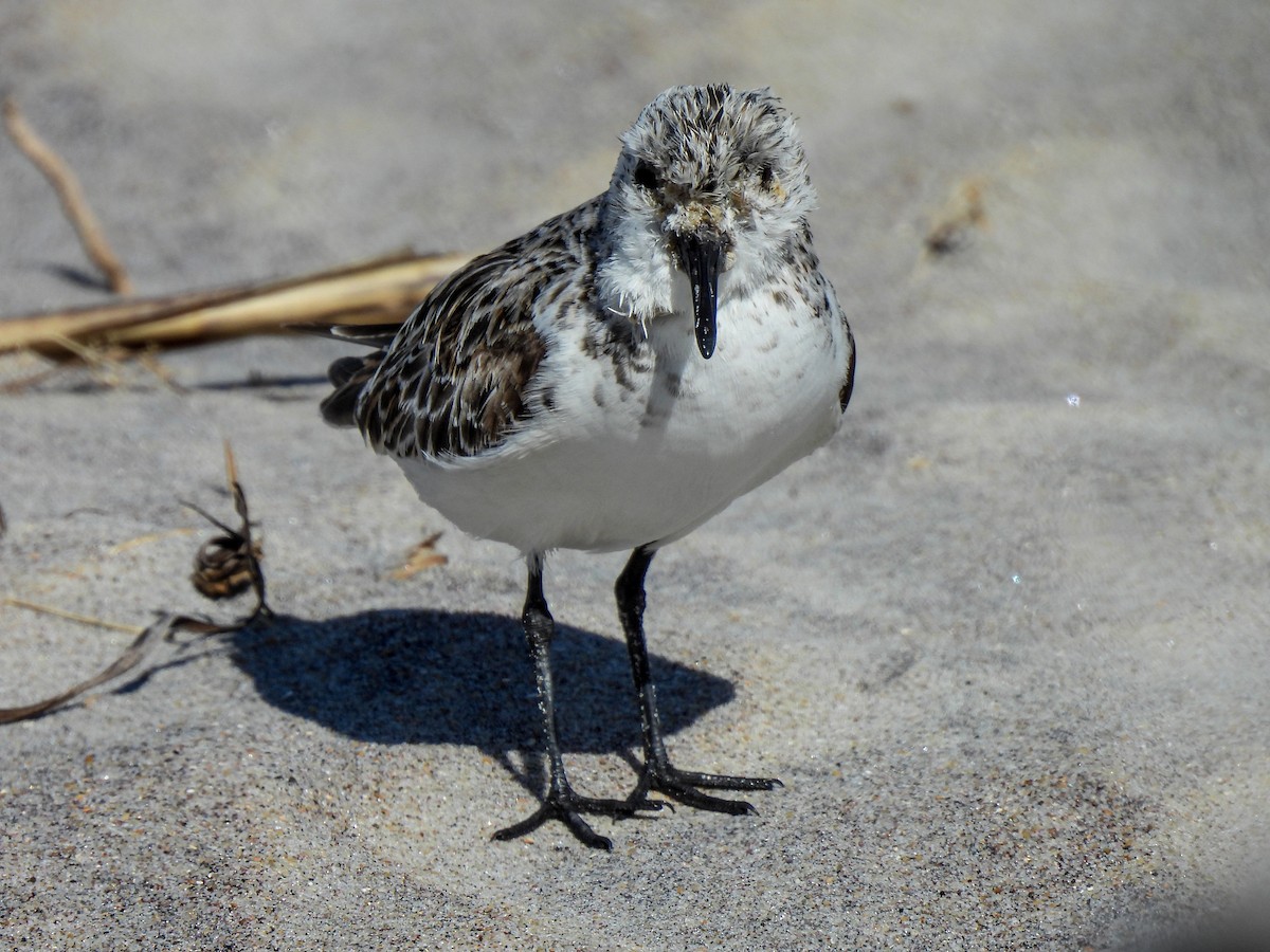 Sanderling - ML619908362