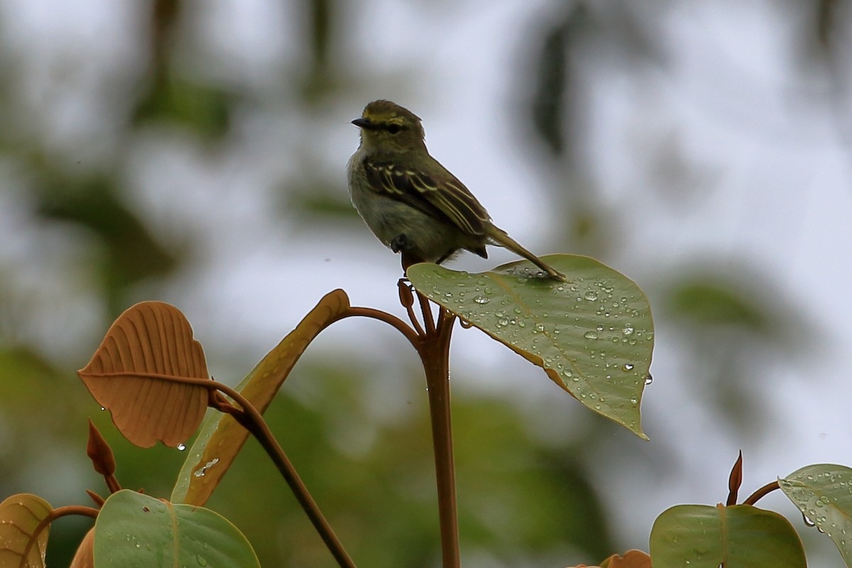 Golden-faced Tyrannulet - ML619908363