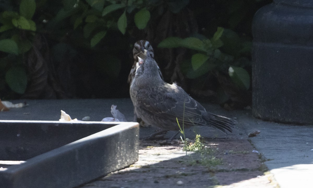 Brown-headed Cowbird - ML619908371