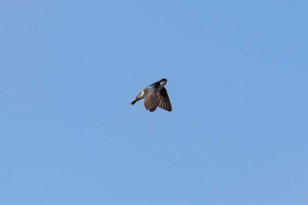 Tree Swallow - ML619908377