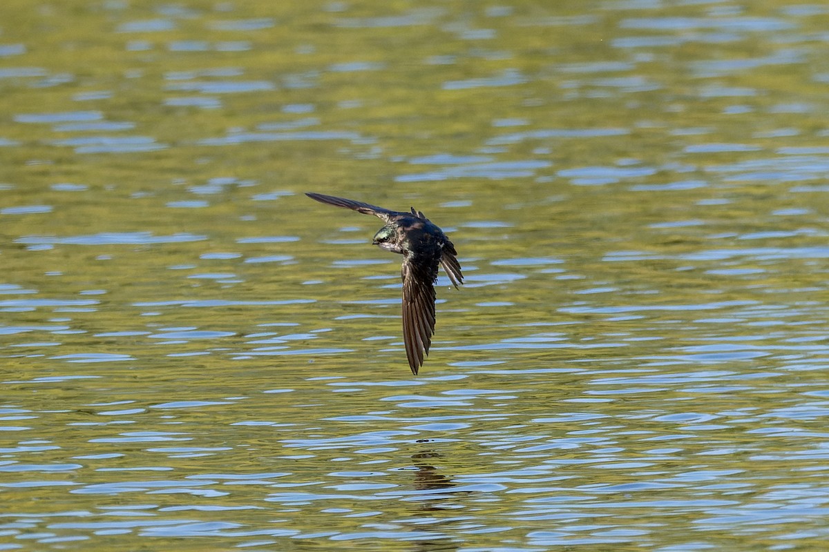 Tree Swallow - ML619908380