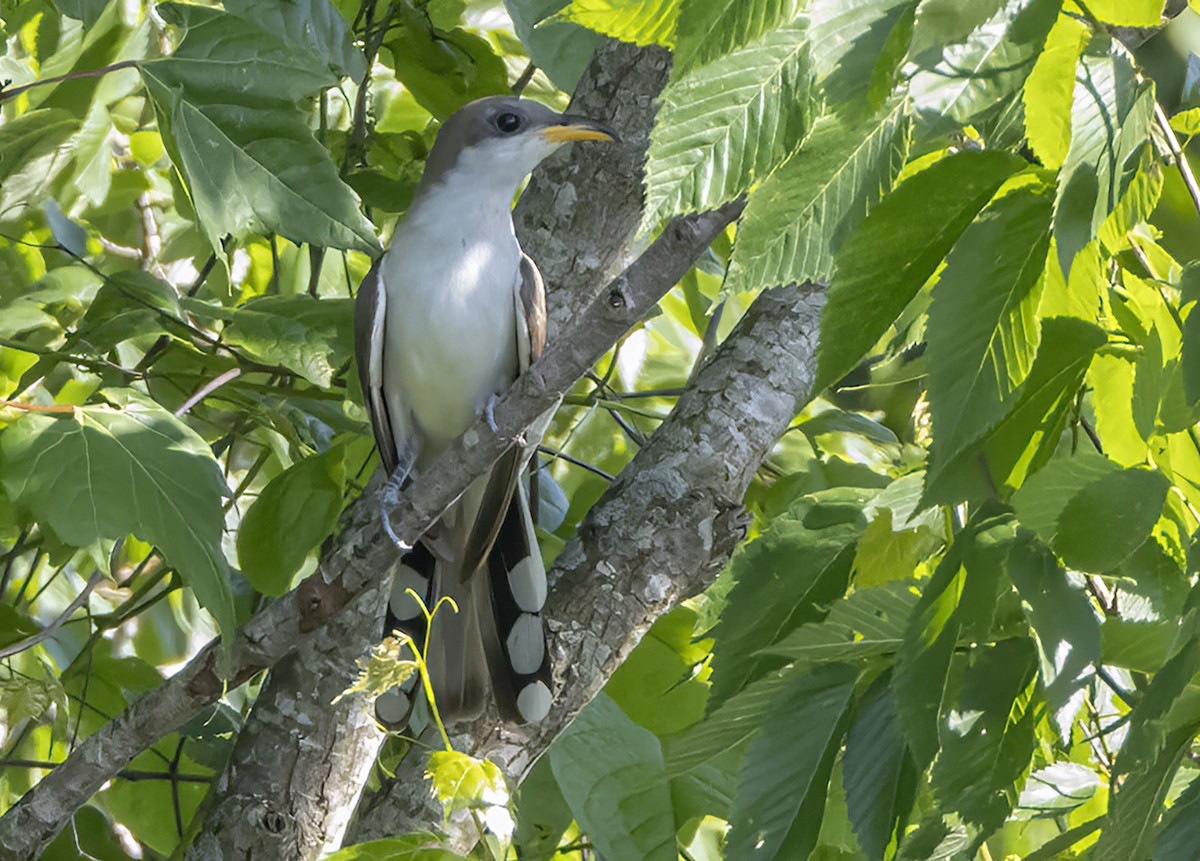 Yellow-billed Cuckoo - ML619908390