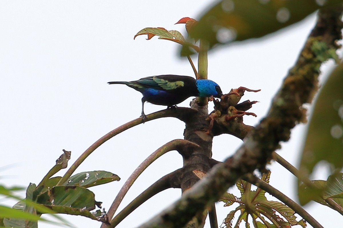 Blue-necked Tanager - ML619908393