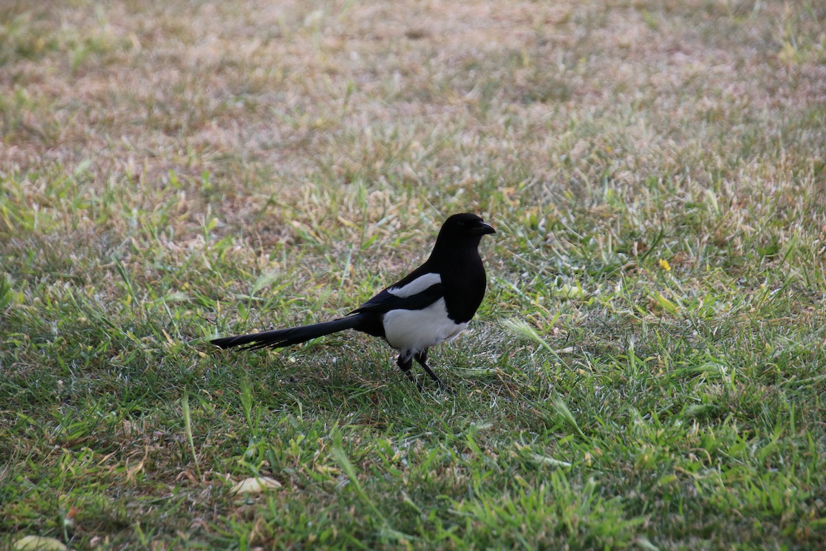 Eurasian Magpie - ML619908405