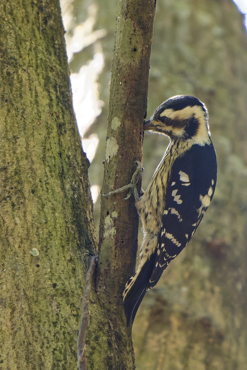 Gray-capped Pygmy Woodpecker - ML619908406