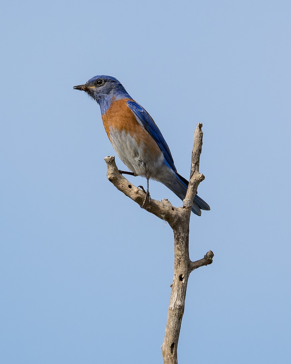 Blaukehl-Hüttensänger - ML619908407