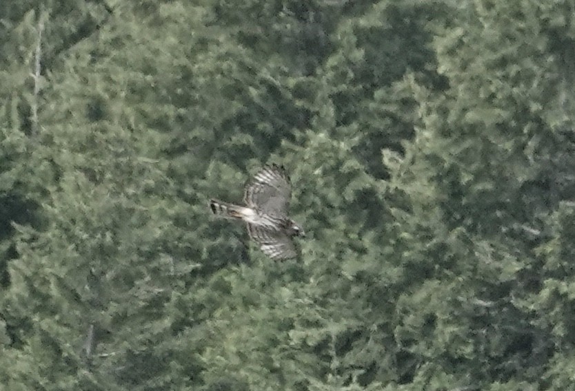 Broad-winged Hawk - ML619908425