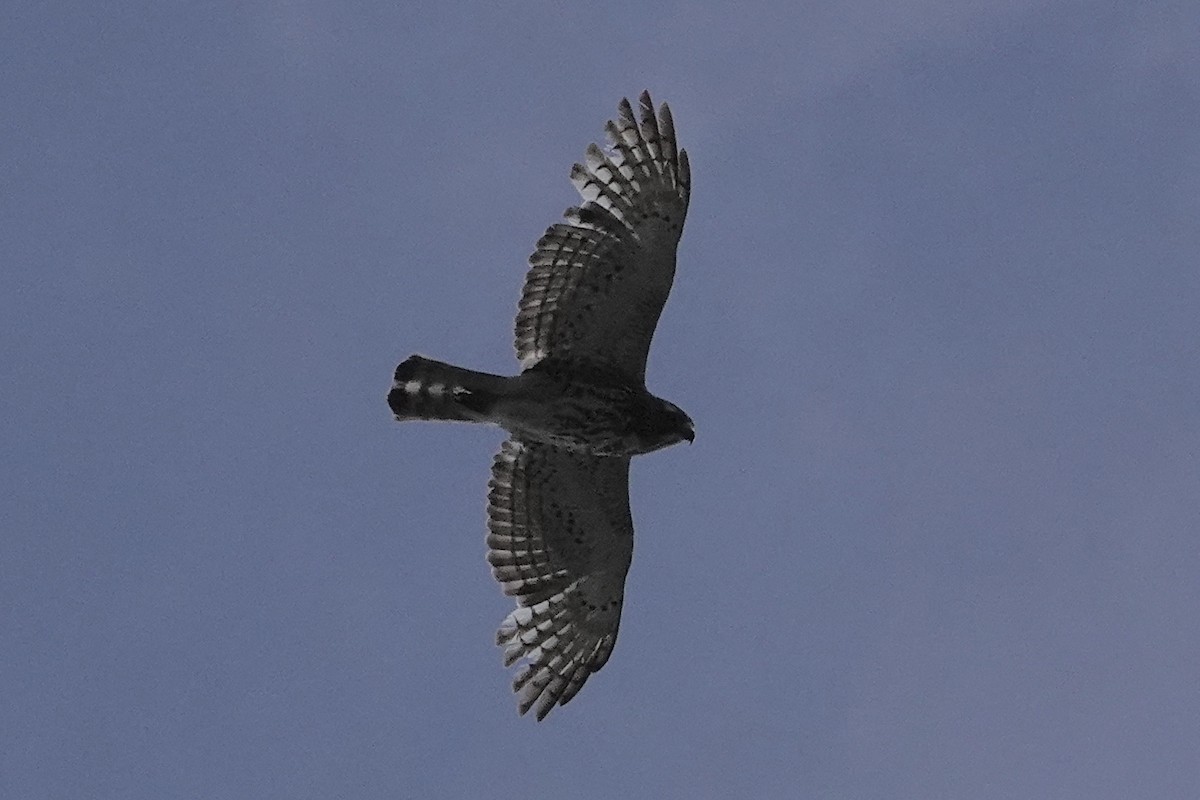 Breitflügelbussard - ML619908427