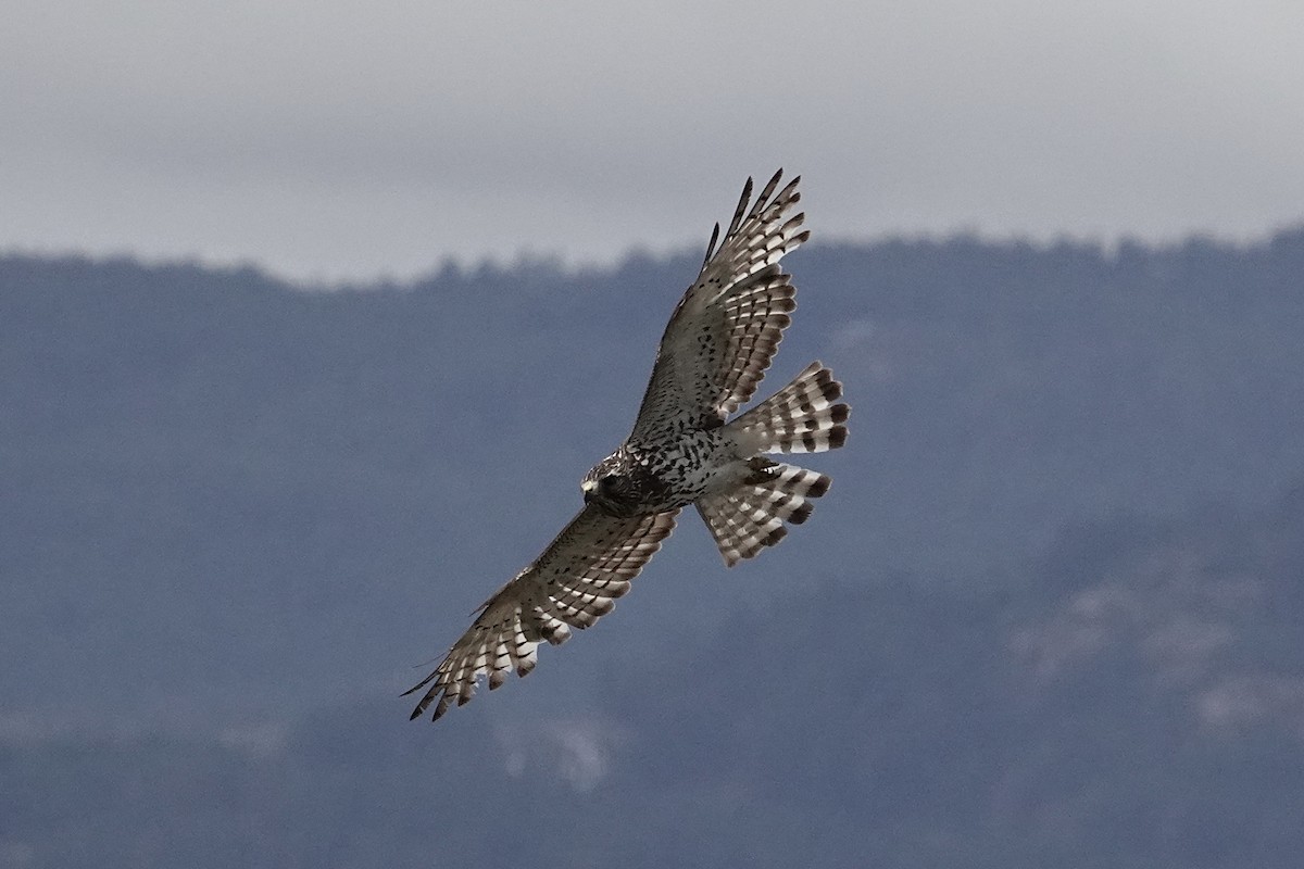 Broad-winged Hawk - ML619908434