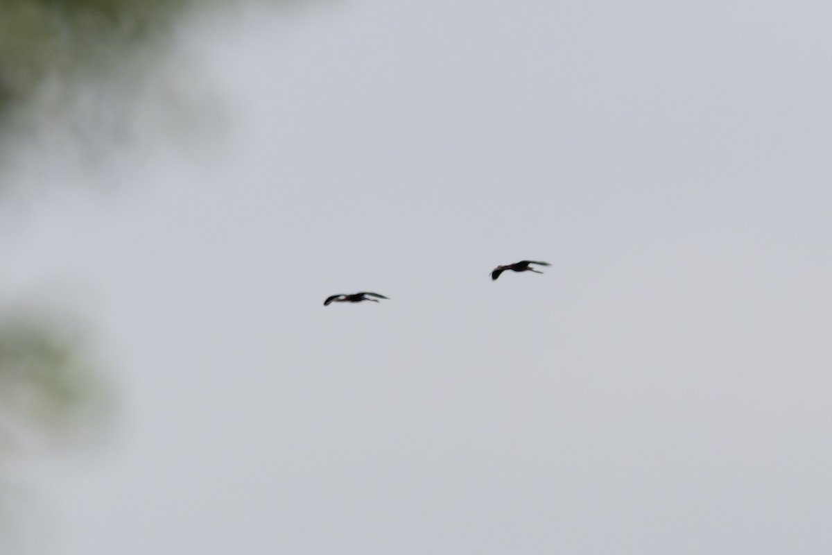 ibis americký - ML619908437