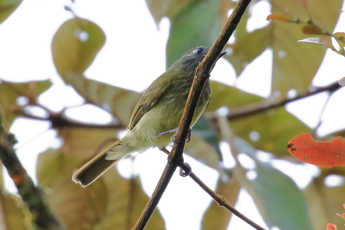 Olive-striped Flycatcher - ML619908440