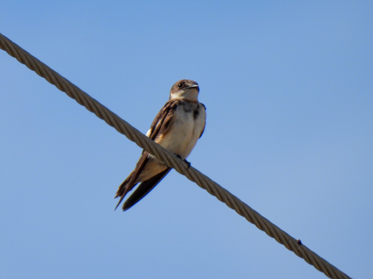 Bank Swallow - Sophie Dismukes