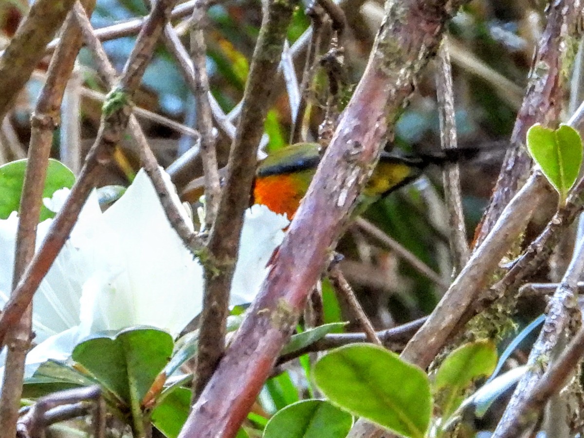 Grünschwanz-Nektarvogel (angkanensis) - ML619908446