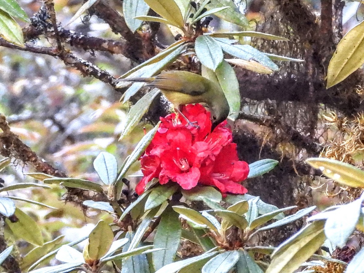 Green-tailed Sunbird (Doi Inthanon) - ML619908447