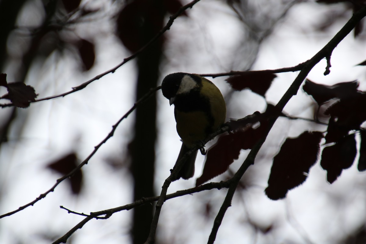 Great Tit - ML619908449