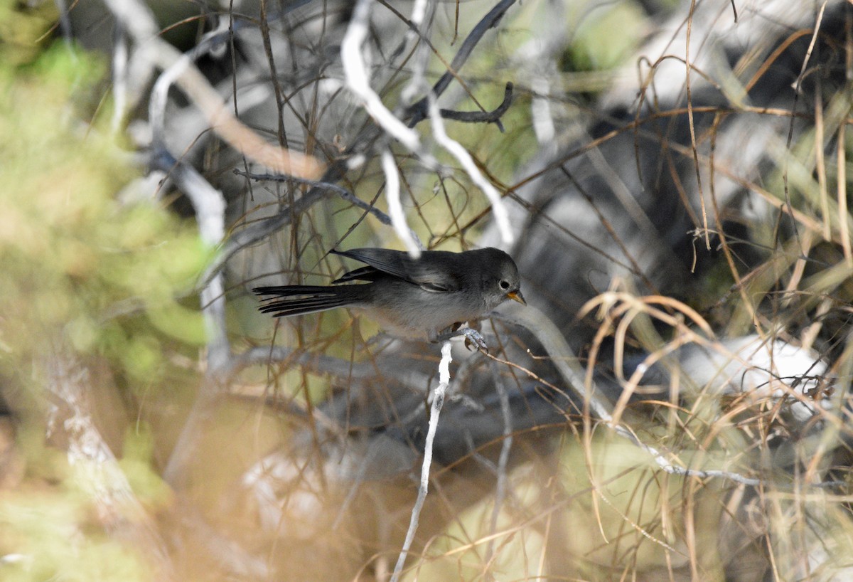 Blue-gray Gnatcatcher - ML619908458