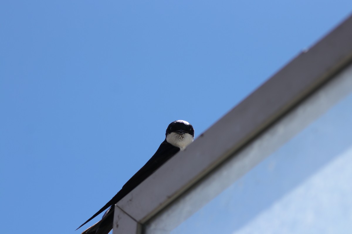 Blue-and-white Swallow (cyanoleuca) - ML619908459