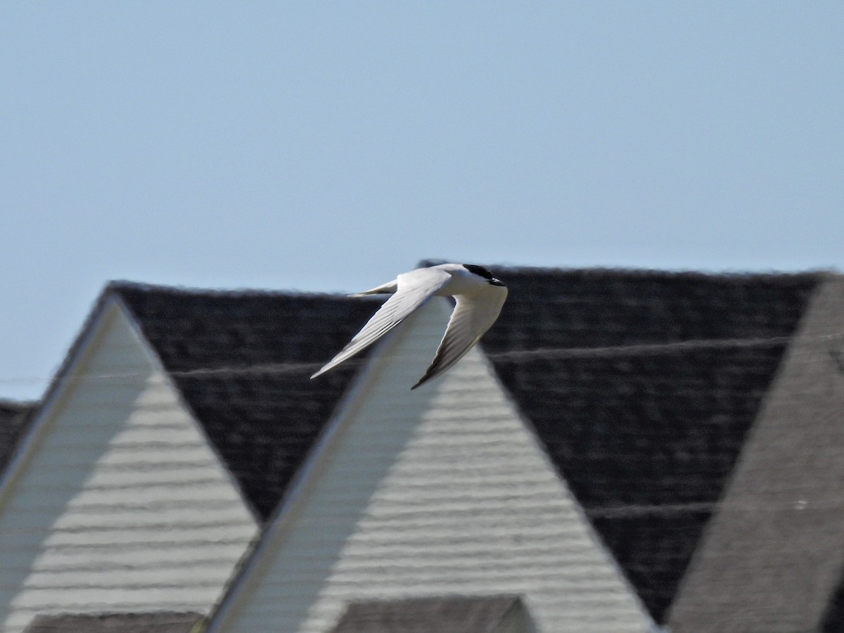 Gull-billed Tern - ML619908460