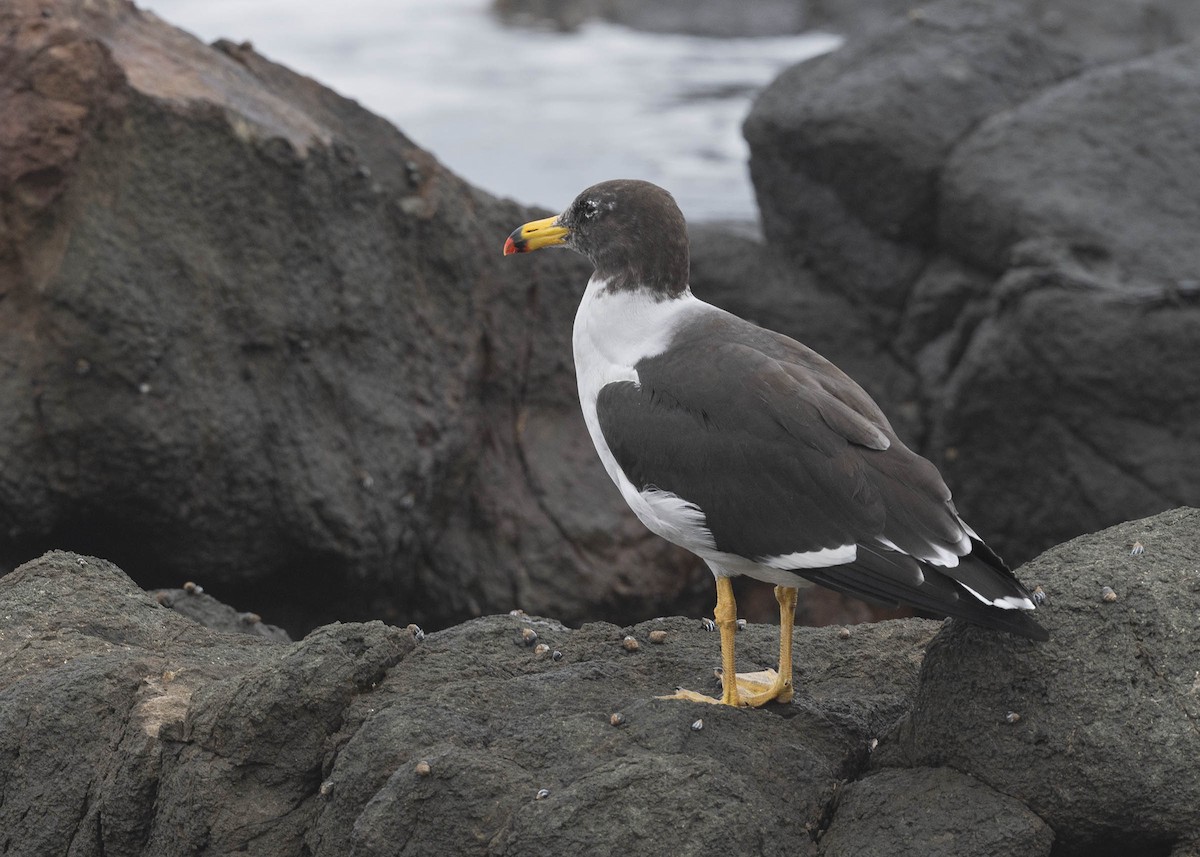 Belcher's Gull - ML619908462