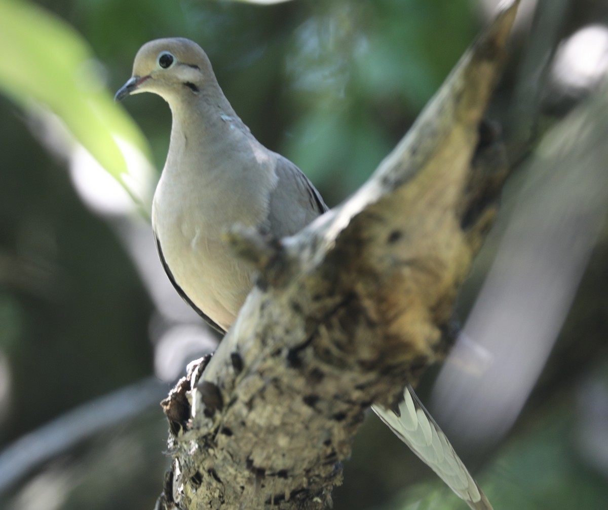 Mourning Dove - ML619908466