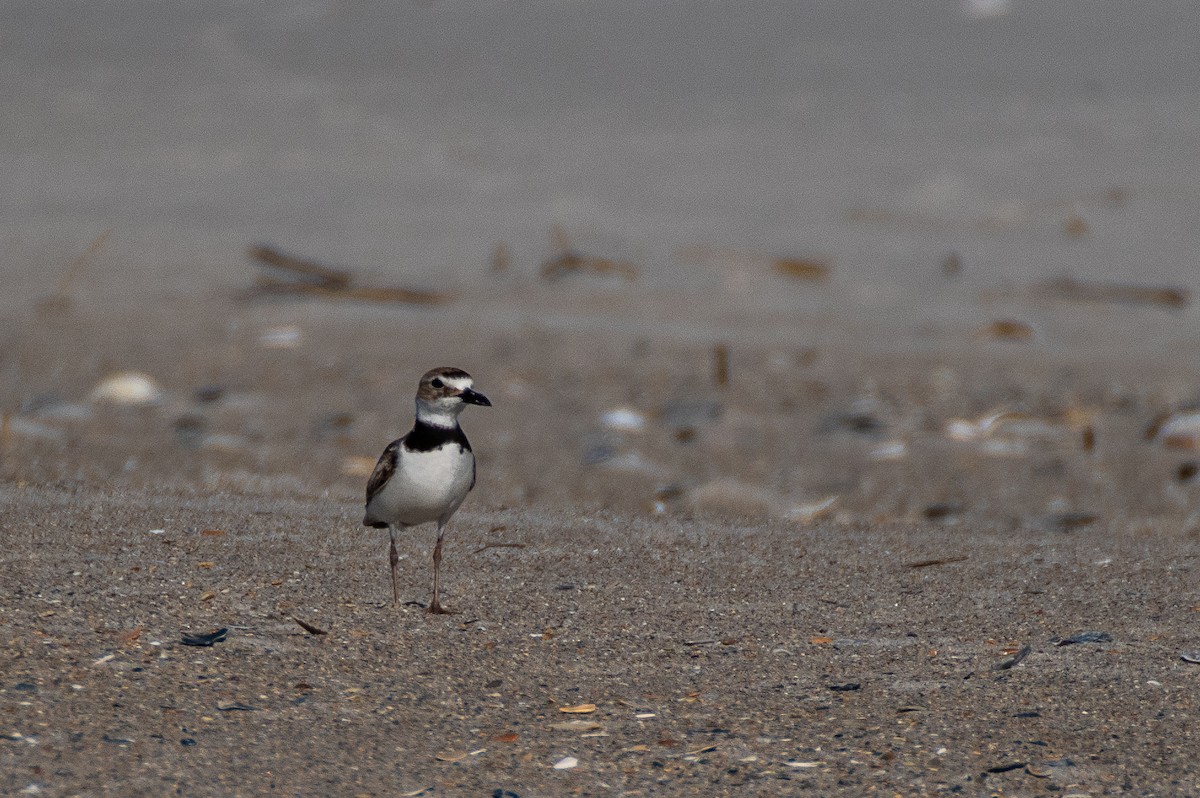 Wilson's Plover - ML619908467