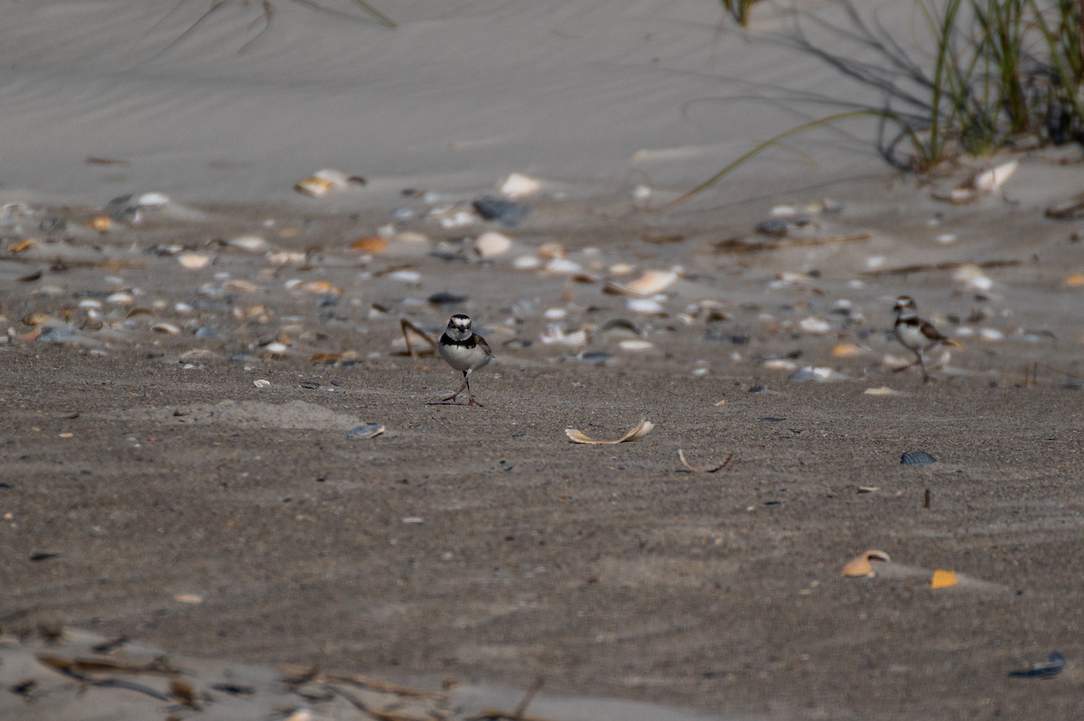 Wilson's Plover - ML619908468