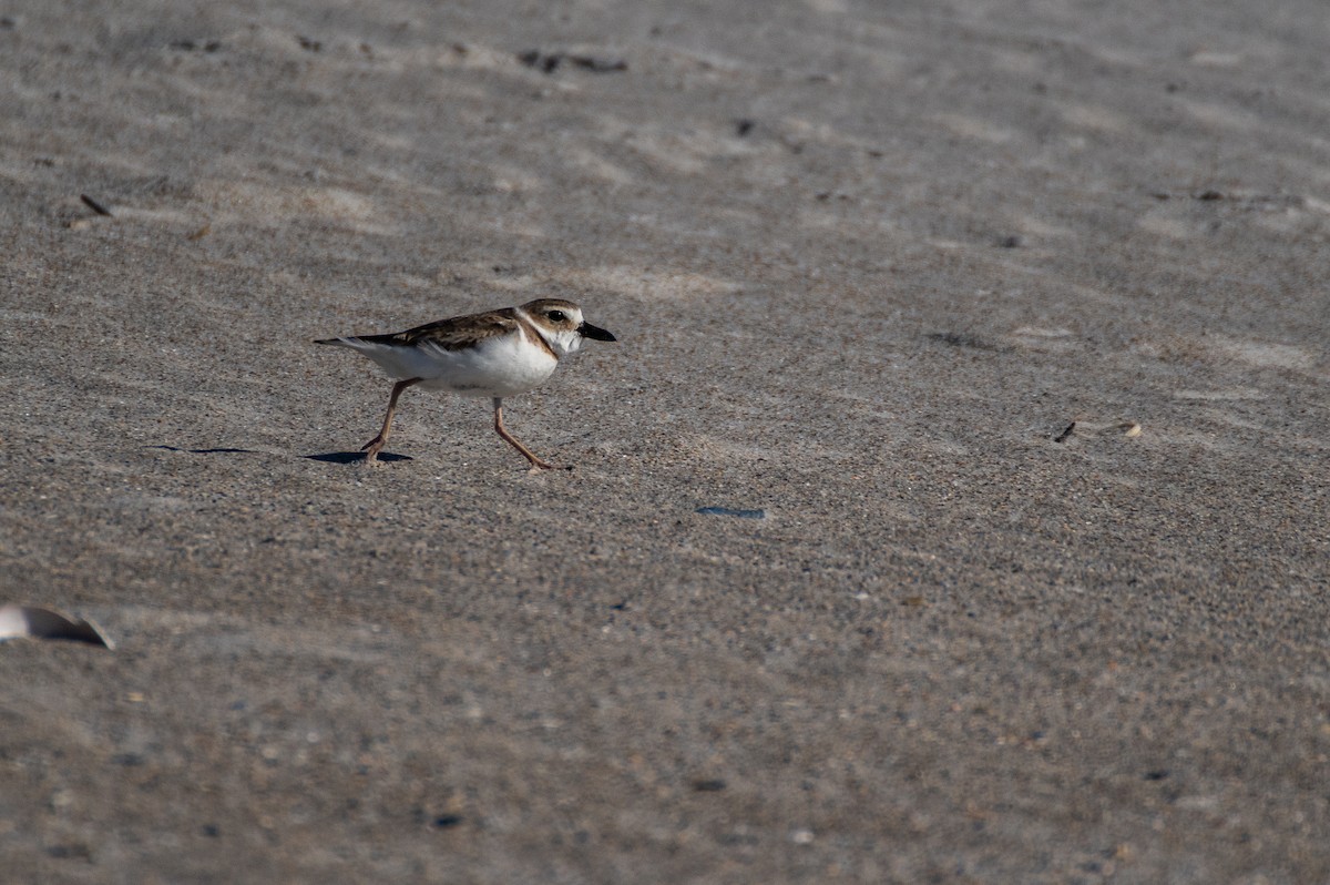 Wilson's Plover - ML619908469