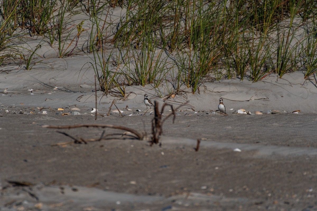 Wilson's Plover - ML619908470