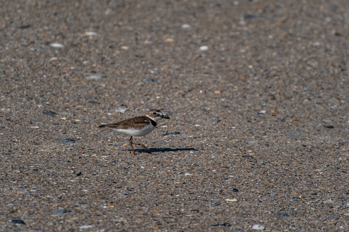 Wilson's Plover - ML619908475