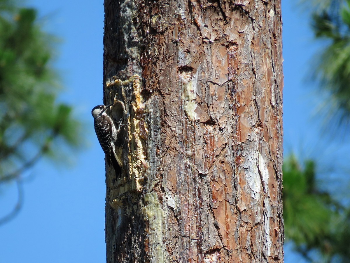 Red-cockaded Woodpecker - ML619908481