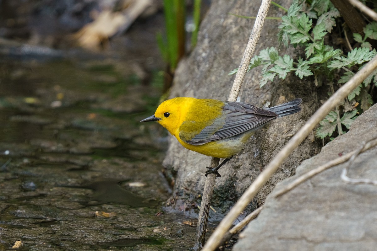 Prothonotary Warbler - ML619908527