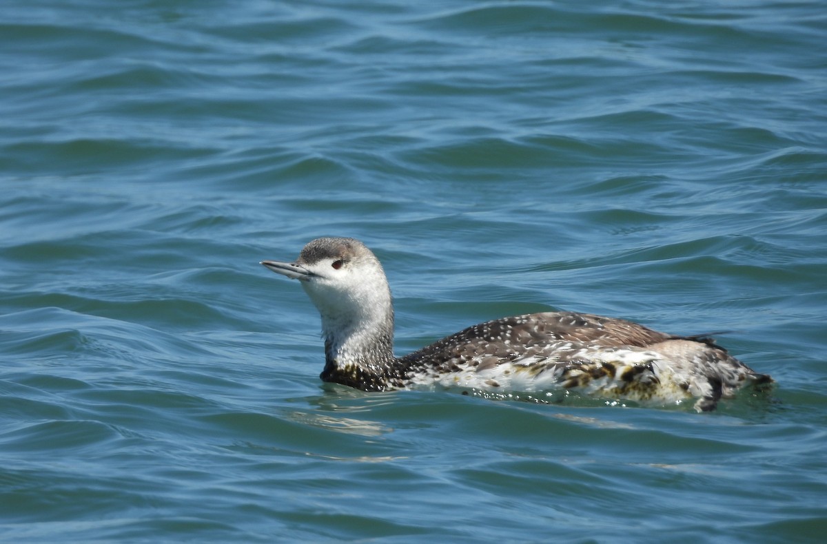 Red-throated Loon - ML619908532