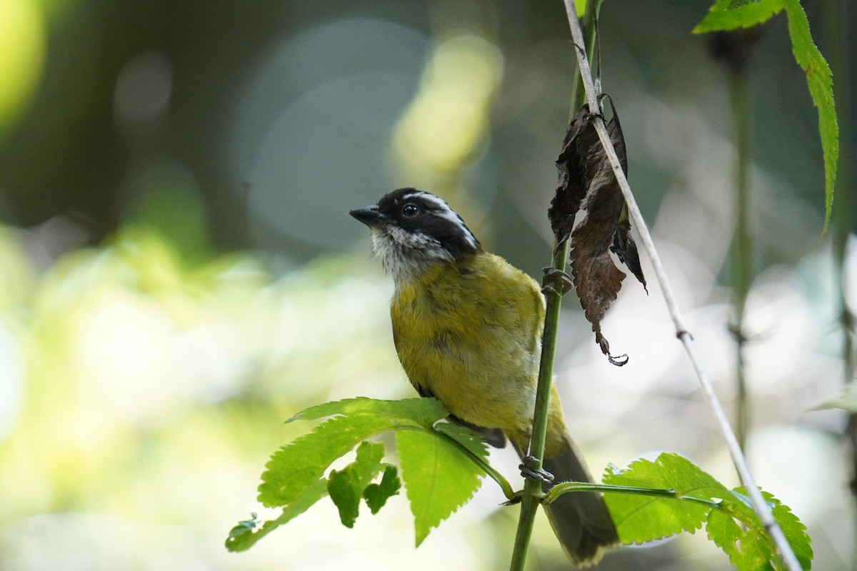 Sooty-capped Chlorospingus - ML619908539