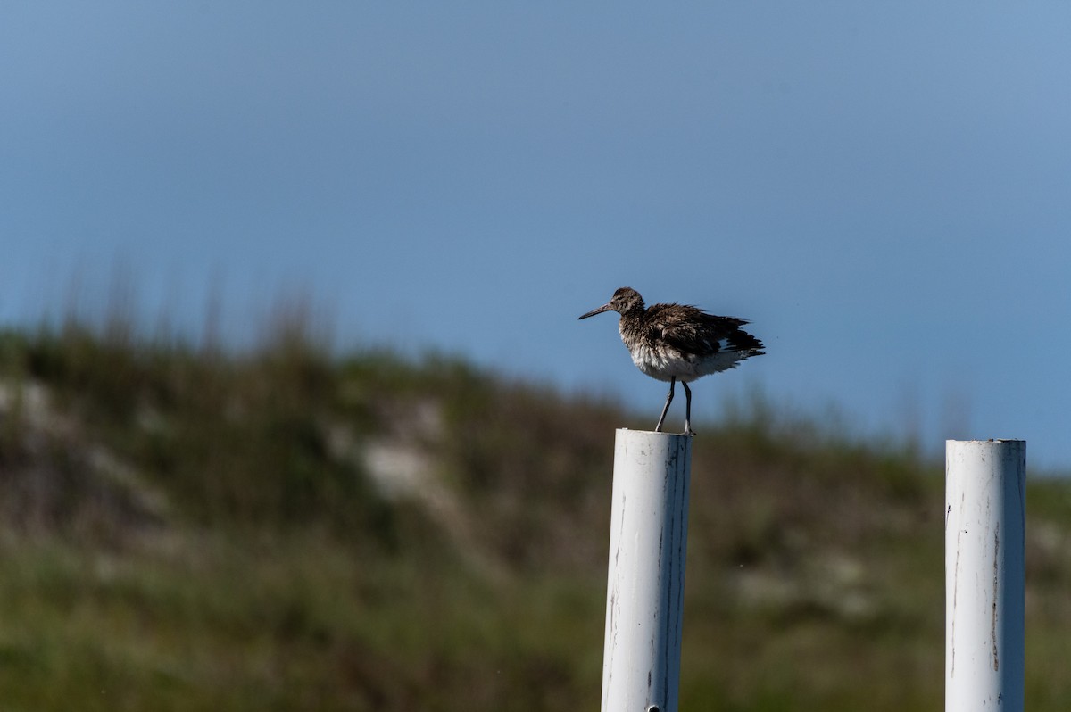 Willet - ML619908540