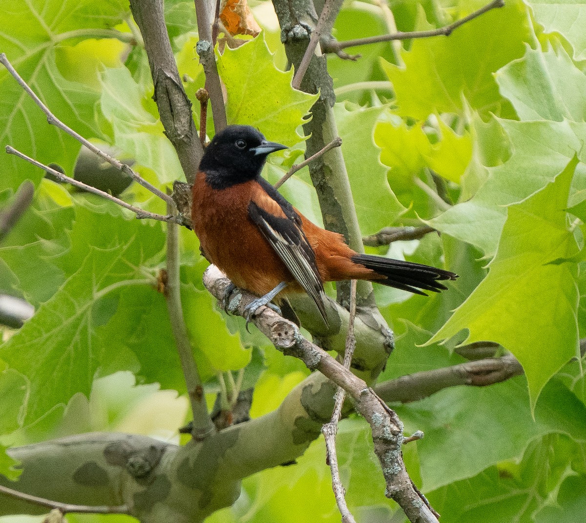 Orchard Oriole - ML619908541