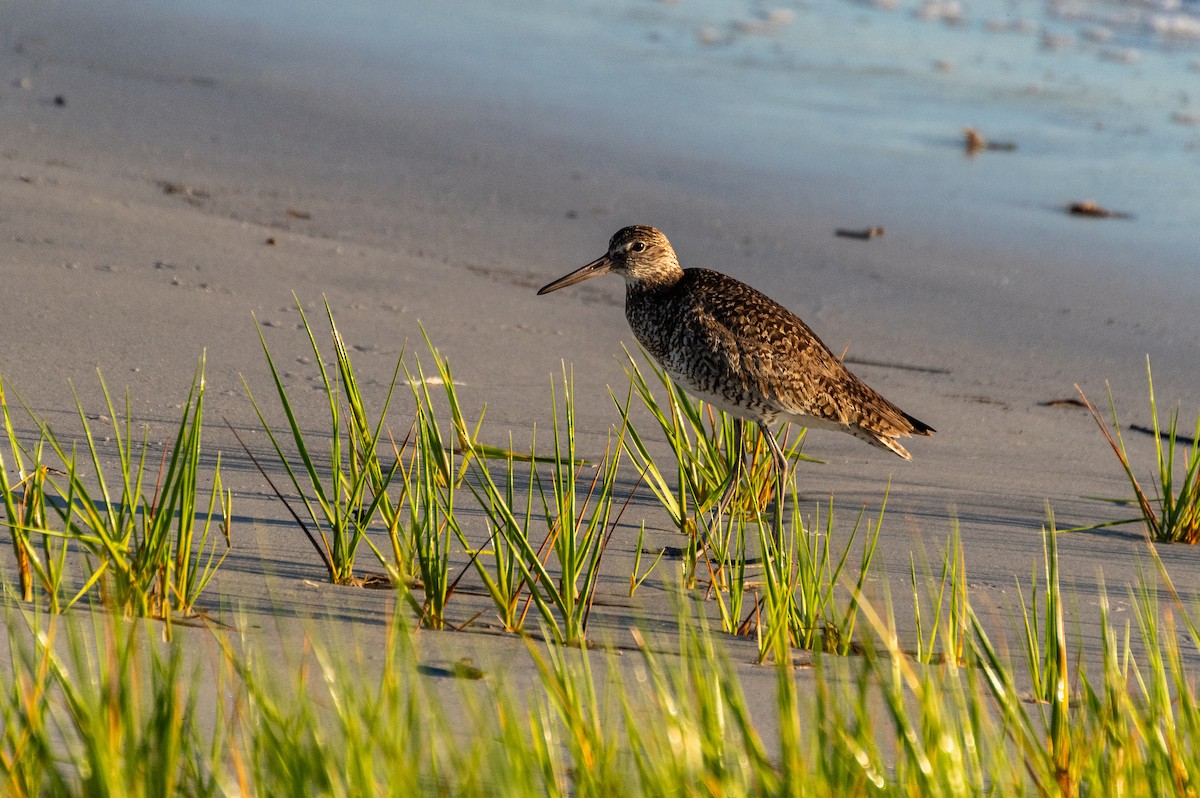 Willet - ML619908555