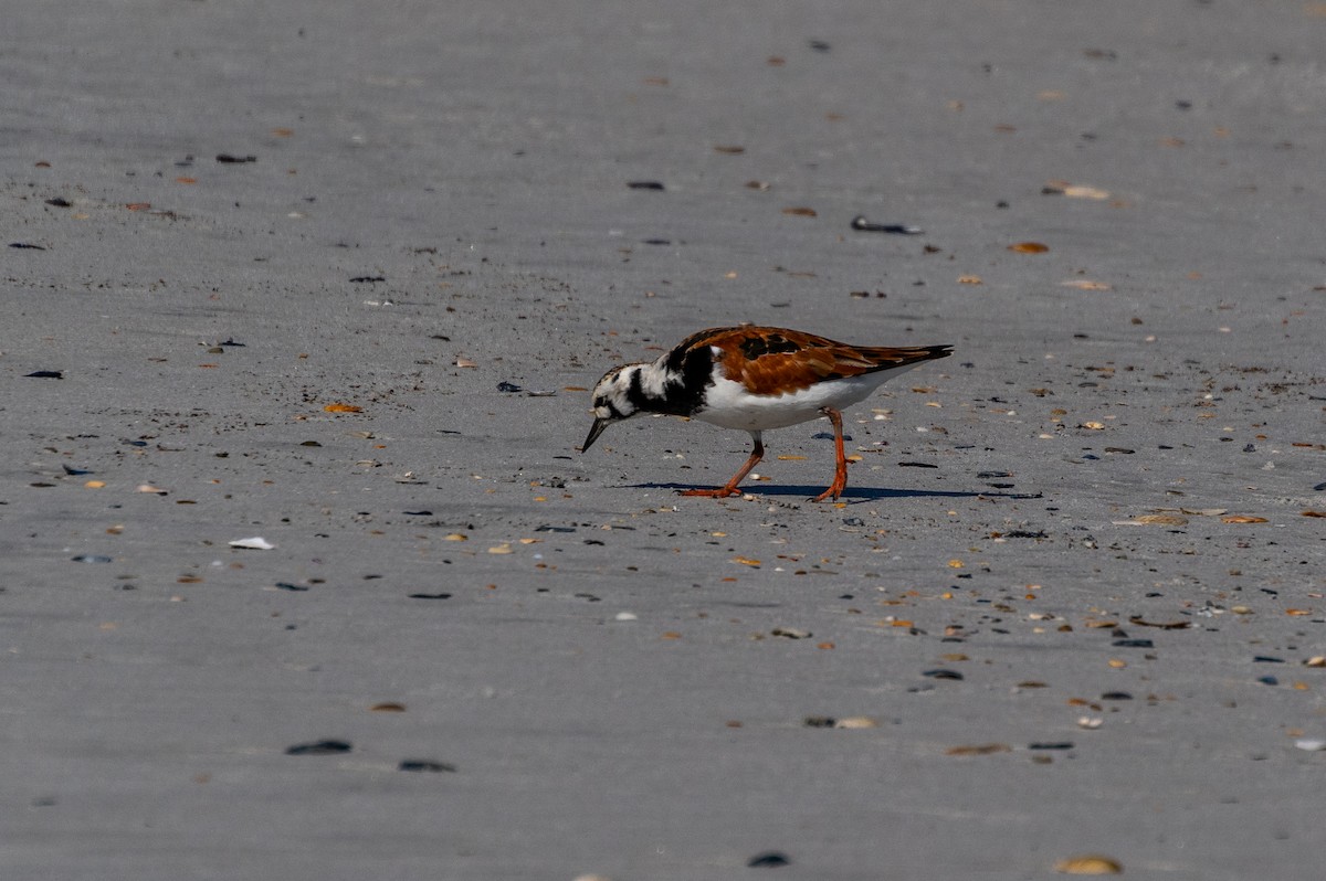 Ruddy Turnstone - ML619908569