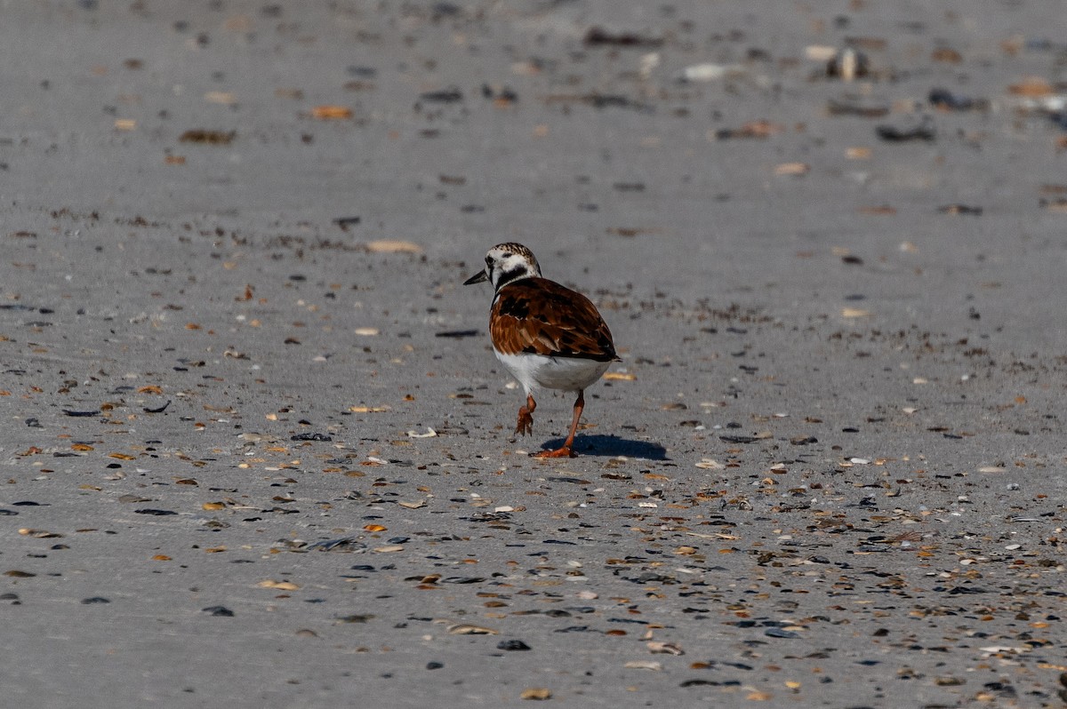 Ruddy Turnstone - ML619908570