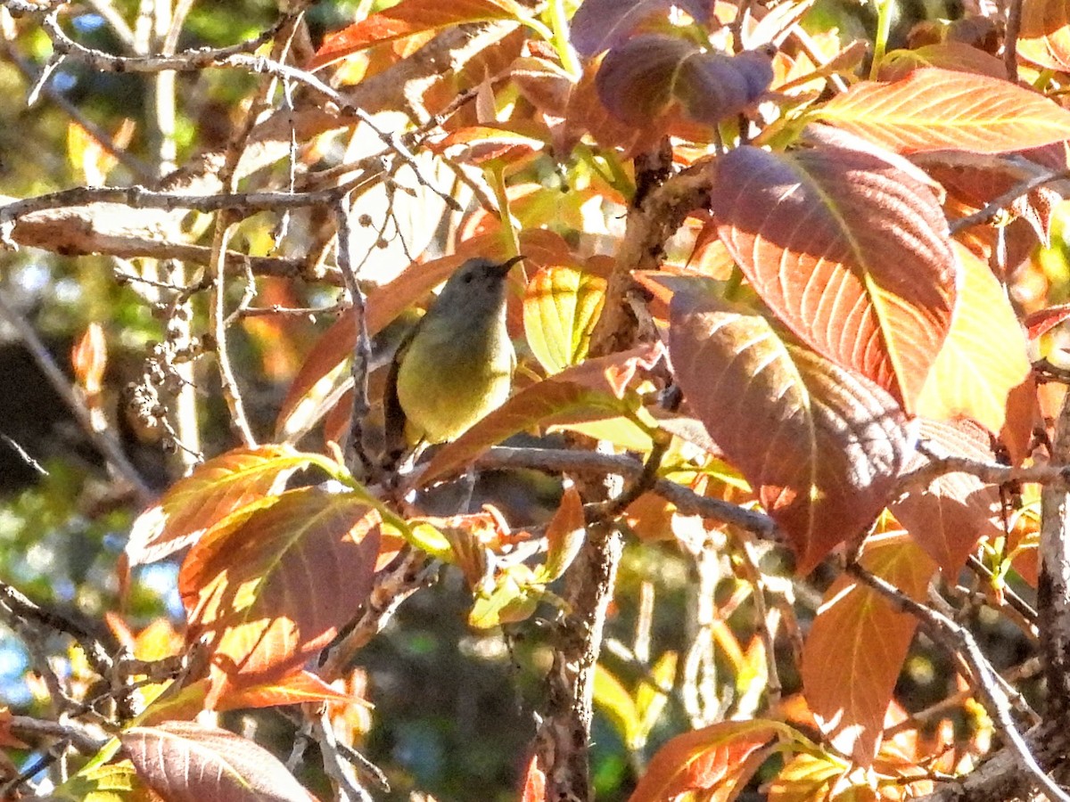 Green-tailed Sunbird (Doi Inthanon) - ML619908572
