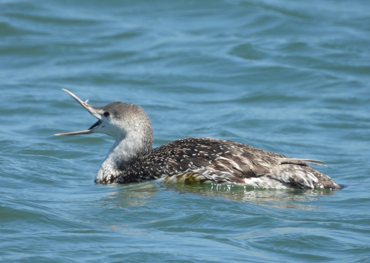 Red-throated Loon - ML619908597