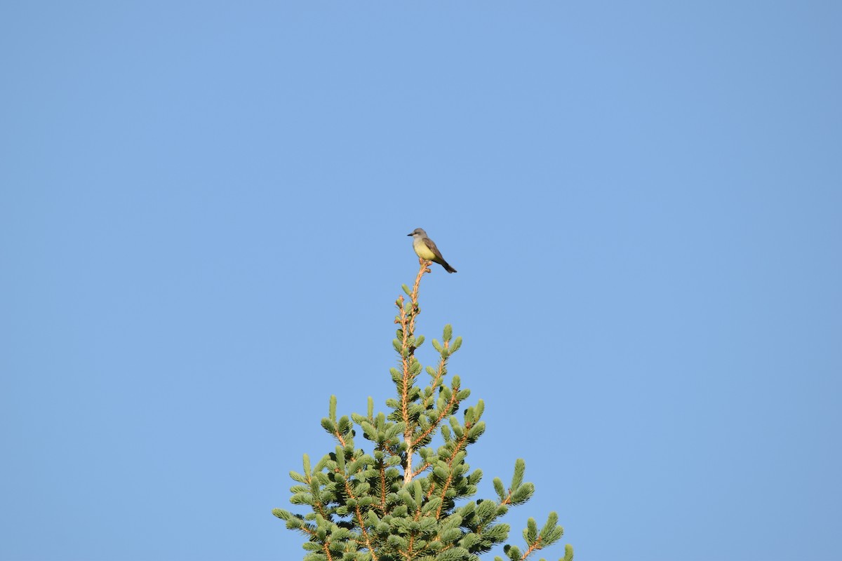 Western Kingbird - ML619908615