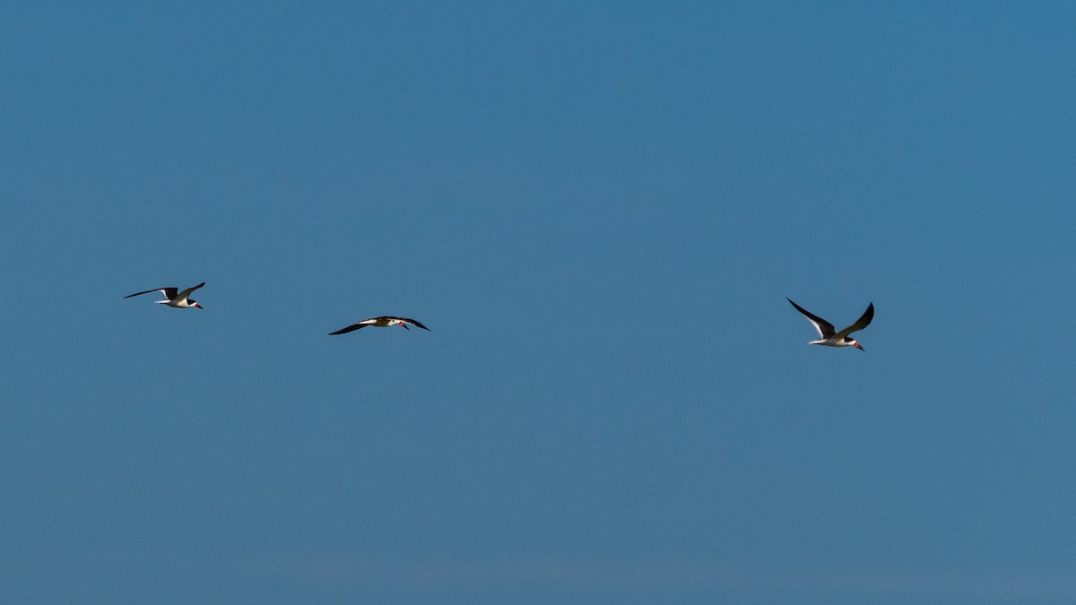 Black Skimmer - ML619908635